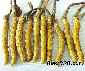 苏州冬虫夏草长期上门高价回收