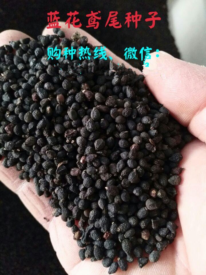 蝴蝶兰种子苗子种植区域