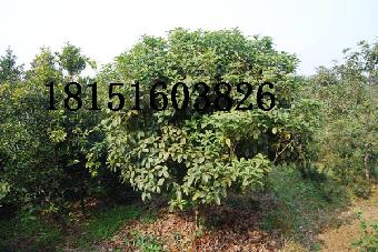 江苏冠幅1米桂花树价格