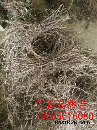 何首乌种苗价格种植方法