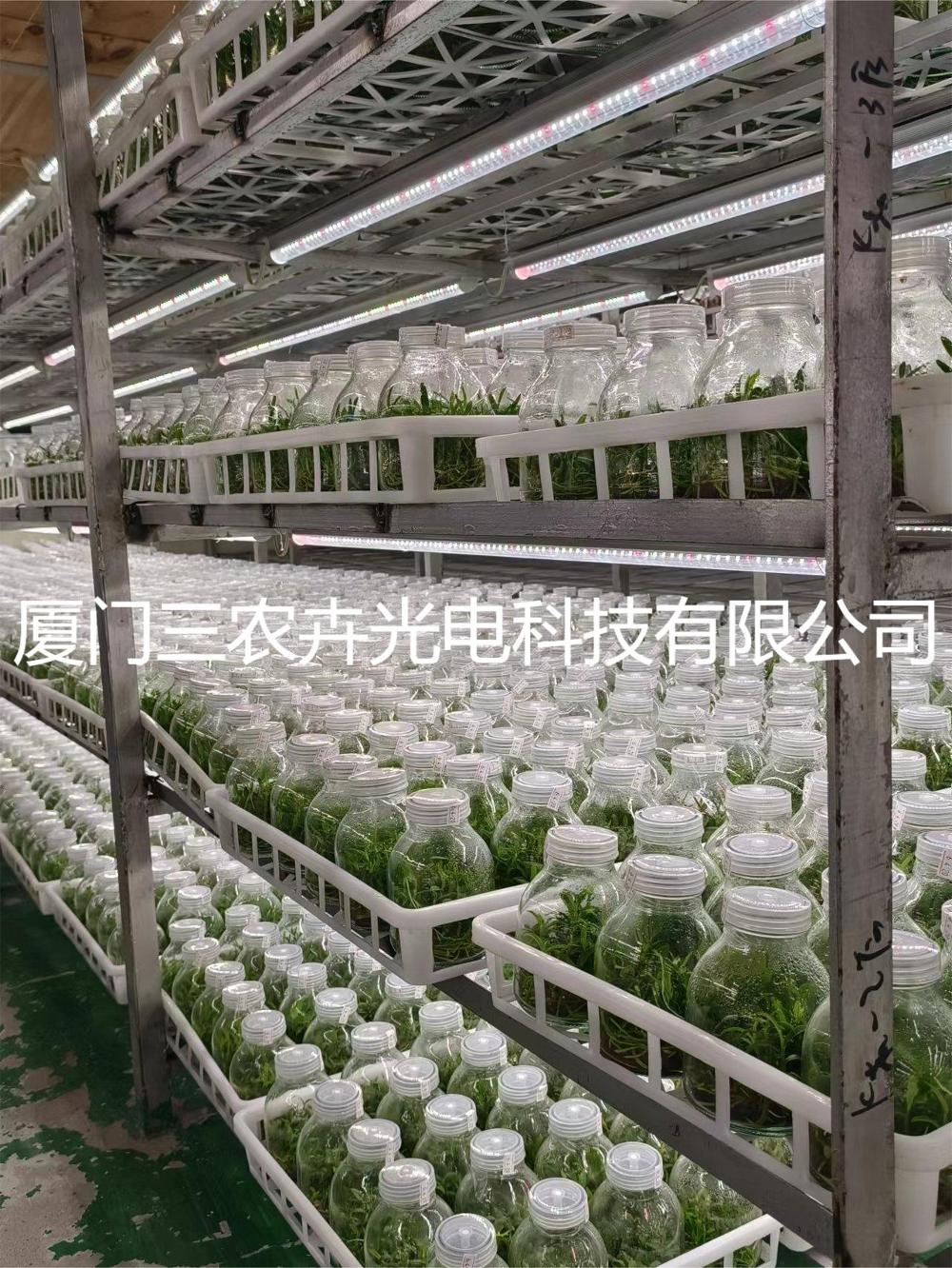 马尾松组培灯