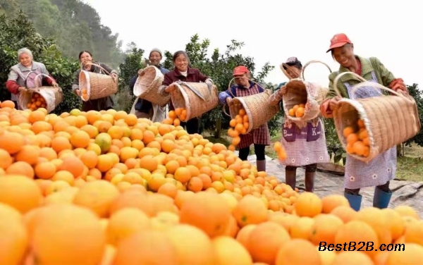 重庆110亩花卉苗圃树木价值评估及经营损失估价