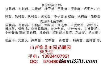 河南连翘苗多少钱一株?河南连翘苗哪里有?