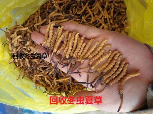 任县转盘附回收老酒价格 邢台任县回收老酒价格统一表