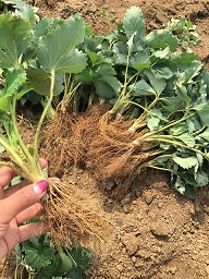 山东甜宝草莓苗基地 甜宝草莓苗价格