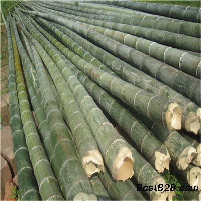 批发大小毛竹 电网搭架工程用的竹竿