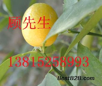 苏州桂花树价格、苏州光福镇桂花树苗圃、别墅庭院绿化