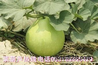 观赏食用菜葫芦种子