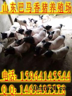 南京附近有出售巴马香猪的吗
