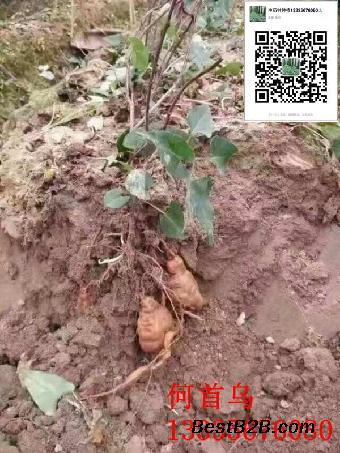 何首乌苗哪里有卖的