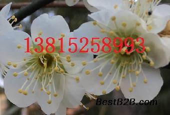 苏州樱花树价格、樱花树价格、鸿运果、庭院景观绿化设