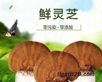 东北野生灵芝现在多少钱一斤 人工灵芝厂家