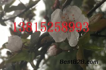 苏州梅花树、苏州光福梅花园、苏州绿化苗木、造型树古