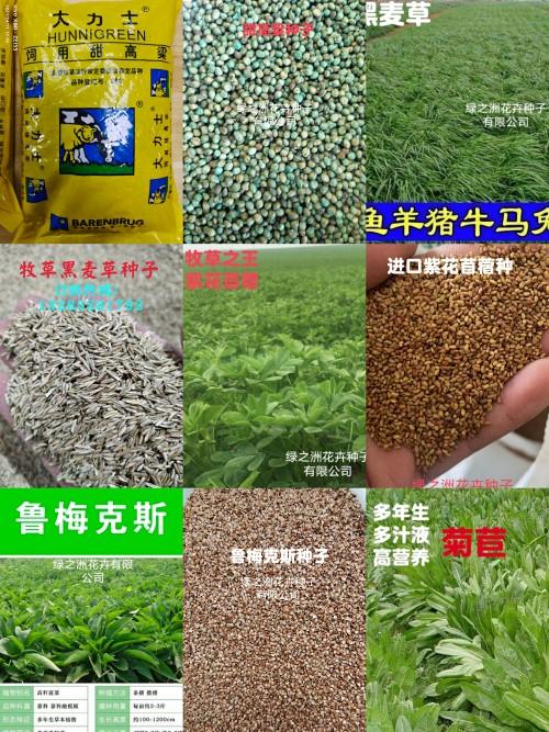 牧草种子批发产量高品种好