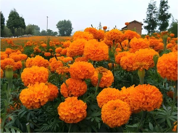 万寿菊花籽的种植要点