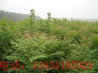 1米北京栾树苗-北京栾-2年北京栾苗-北栾苗