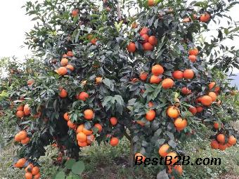 湖南永州沃柑行情 沃柑香橙嫁接苗 少核无核沃柑区别
