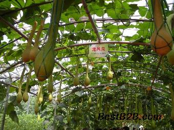 观赏玩具南瓜种子 山东观赏玩具南瓜种子