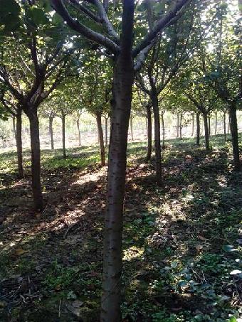 山东7公分樱花价格,7公分樱花清地处理