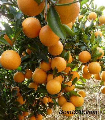 湖北锦蜜冰糖橙种苗、湖北锦蜜价格行情、湖北锦蜜苗