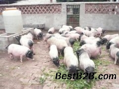 2019年哪里有巴马香猪养殖场