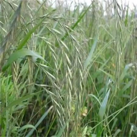 无芒雀麦种子批发