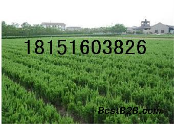 龙柏当年小苗价格 龙柏苗圃价格批发