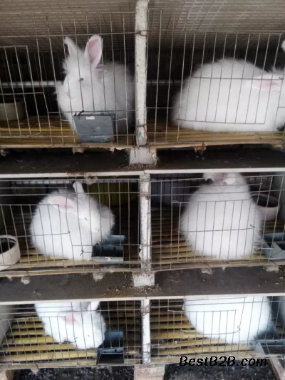 长沙有卖长毛兔的吗