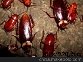 老鼠蟑螂蚊蝇消毒苏州轩宇生物防治服务