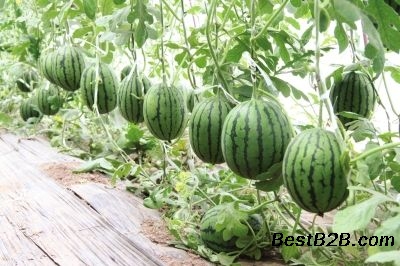山东潍坊超越梦想西瓜种植基地