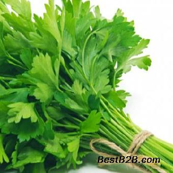 现货供应欧芹提取物