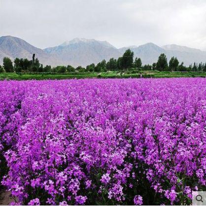 蓝香芥花籽批发价格便宜