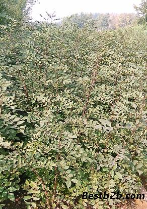 70公分花椒苗批发基地,大红袍花椒苗批发价格