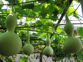 济南福田观赏葫芦娃种子正在热卖中