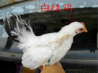白桂鸡吃什么好养吗,多少钱一只
